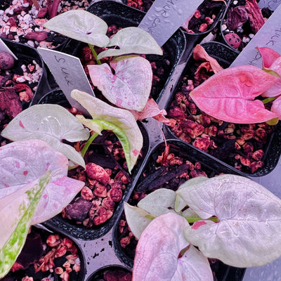 A Pirates Guide to the Syngonium Milk Confetti