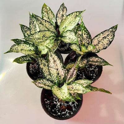 Aglaonema Snow White Care Tips