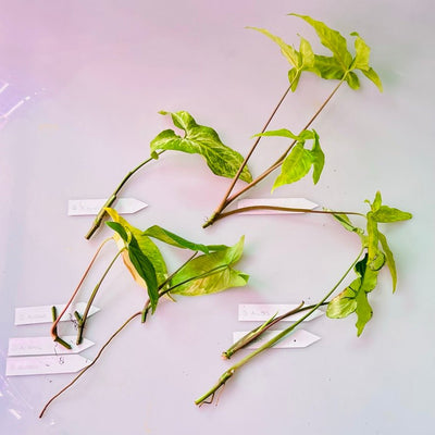Beginners Guide to Syngonium Propagation