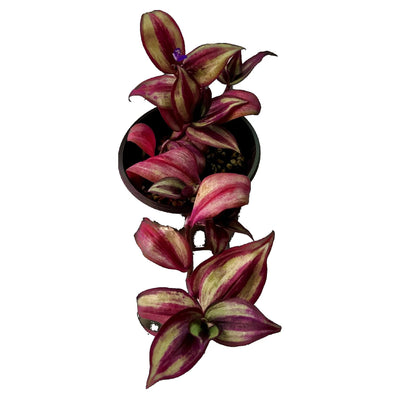 Caring for your Silver Inch Plant