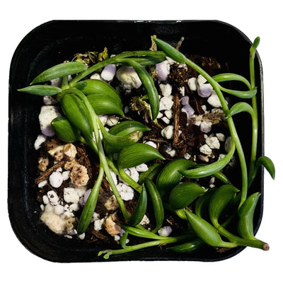 Caring for your String Of Bananas