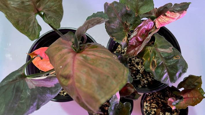 Cuidando tu helado de fresa Syngonium