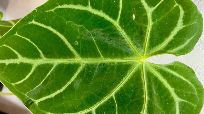 Gardeners guide to a Anthurium Magnificum