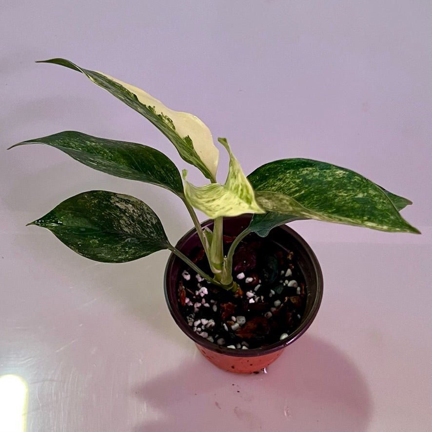 Grow a Flourishing Agloneam Siam Jade – PlantyTown