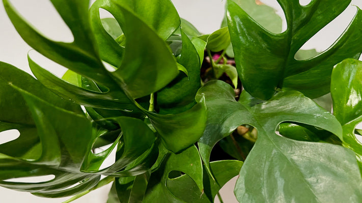 Grow a Flourishing Mini Monstera