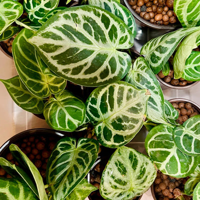 Grow a Thriving Anthurium Dorayaki
