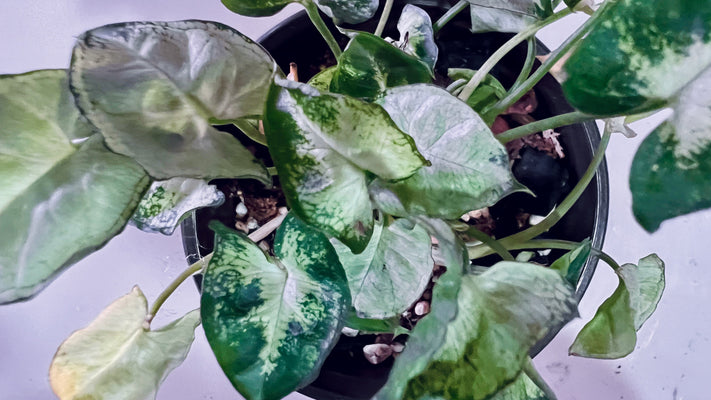 Guía de cultivo para un Syngonium Pixie Mini