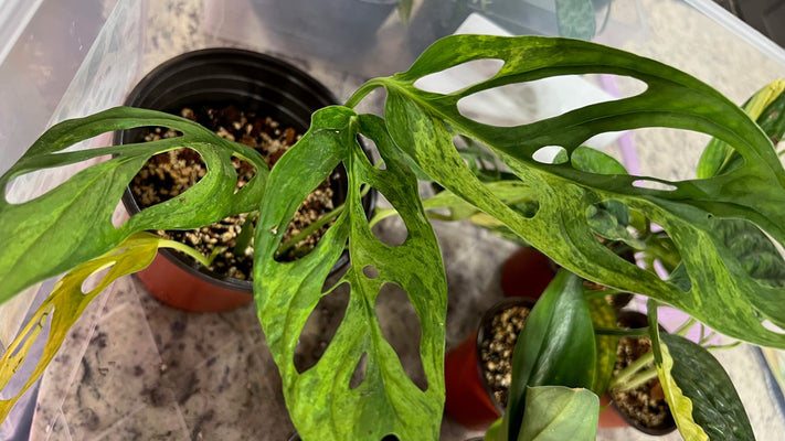 Ayudando a su Monstera Adansonii Mint a prosperar