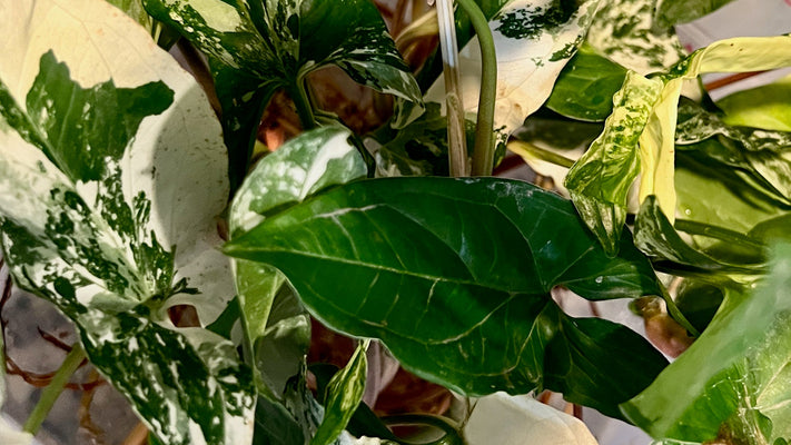 How to care for a Syngonium Albo