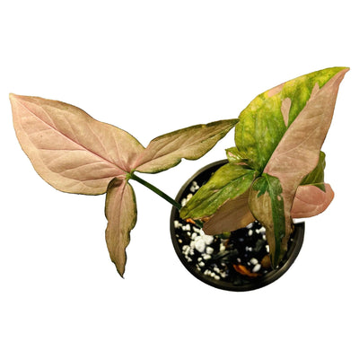 Cómo cuidar un Syngonium Pink Splash