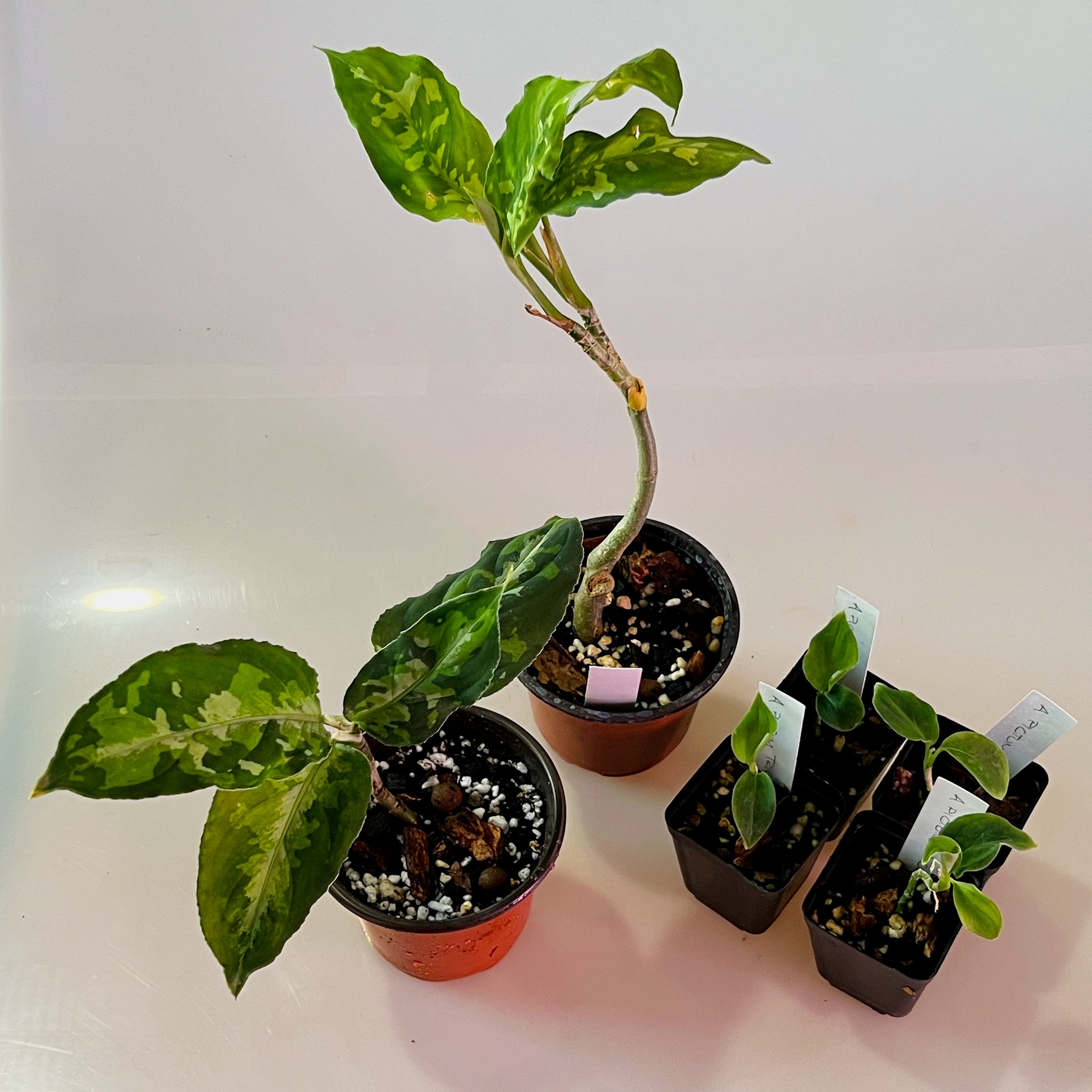 【Weed】Aglaonema pictum Aglaonema pictum 'Bicolor' - Chinese Evergreen (4.5