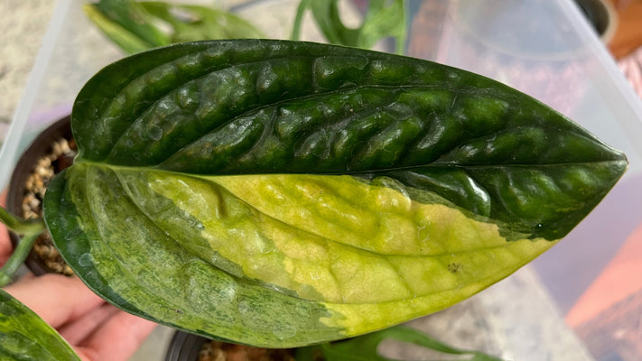 Monstera Peru Karstenianum Variegated Care