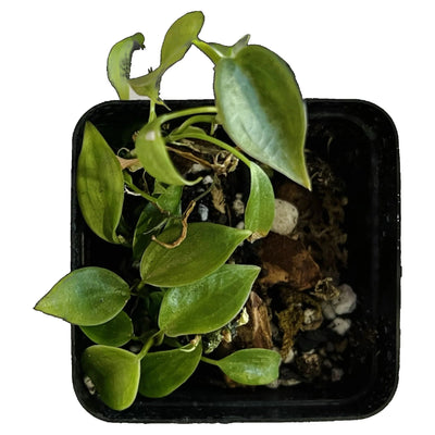 How to Grow a Thriving Philodendron Brandtianum
