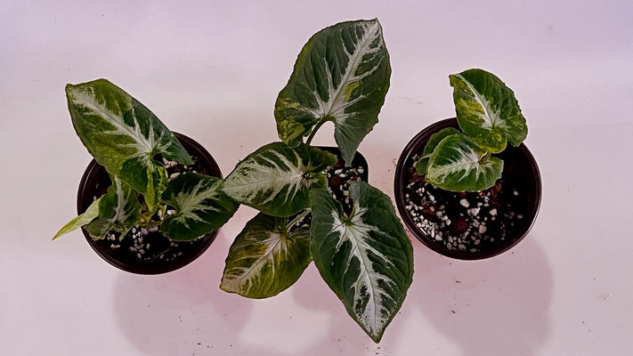 How to Not Kill Your Syngonium Scrambled Eggs