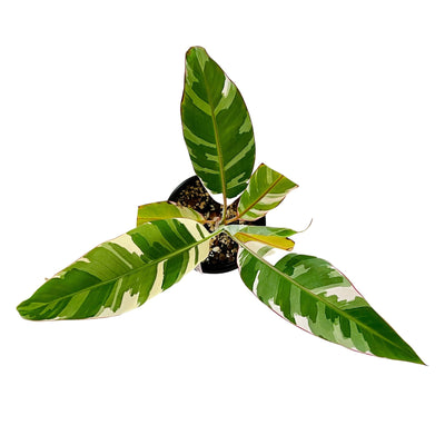 Cómo hacer prosperar su Musa Florida Variegated