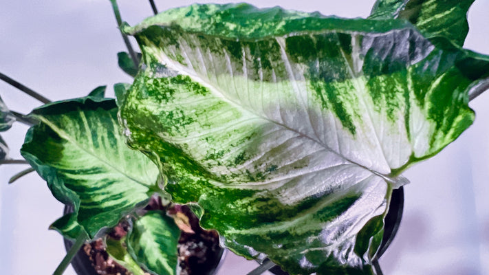 Making your Syngonium Godzilla Thrive