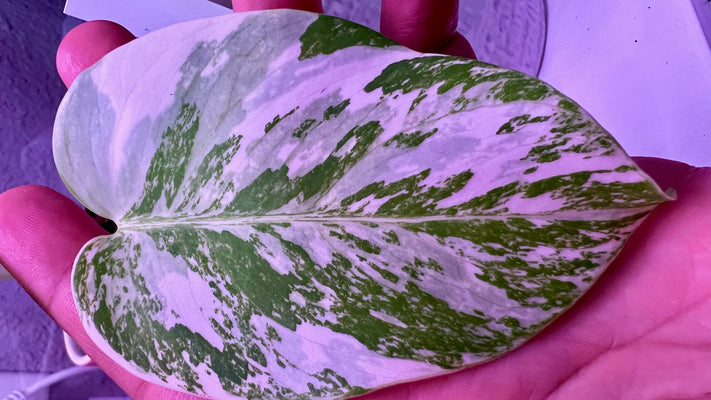 Monstera Deliciosa Albo Care Tips
