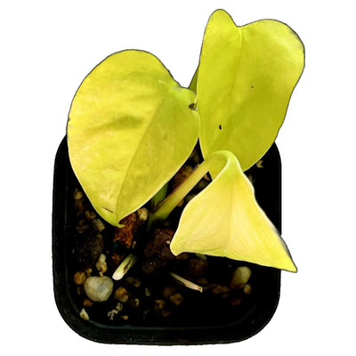 Neon Pothos Growers Guide
