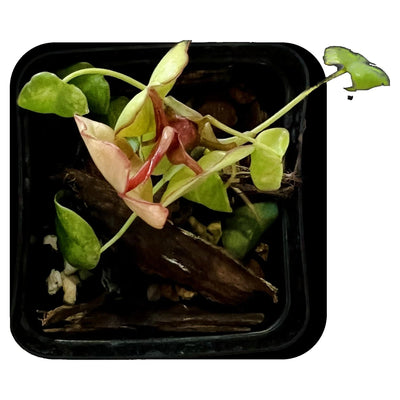 Philodendron Billietiae Care Tips