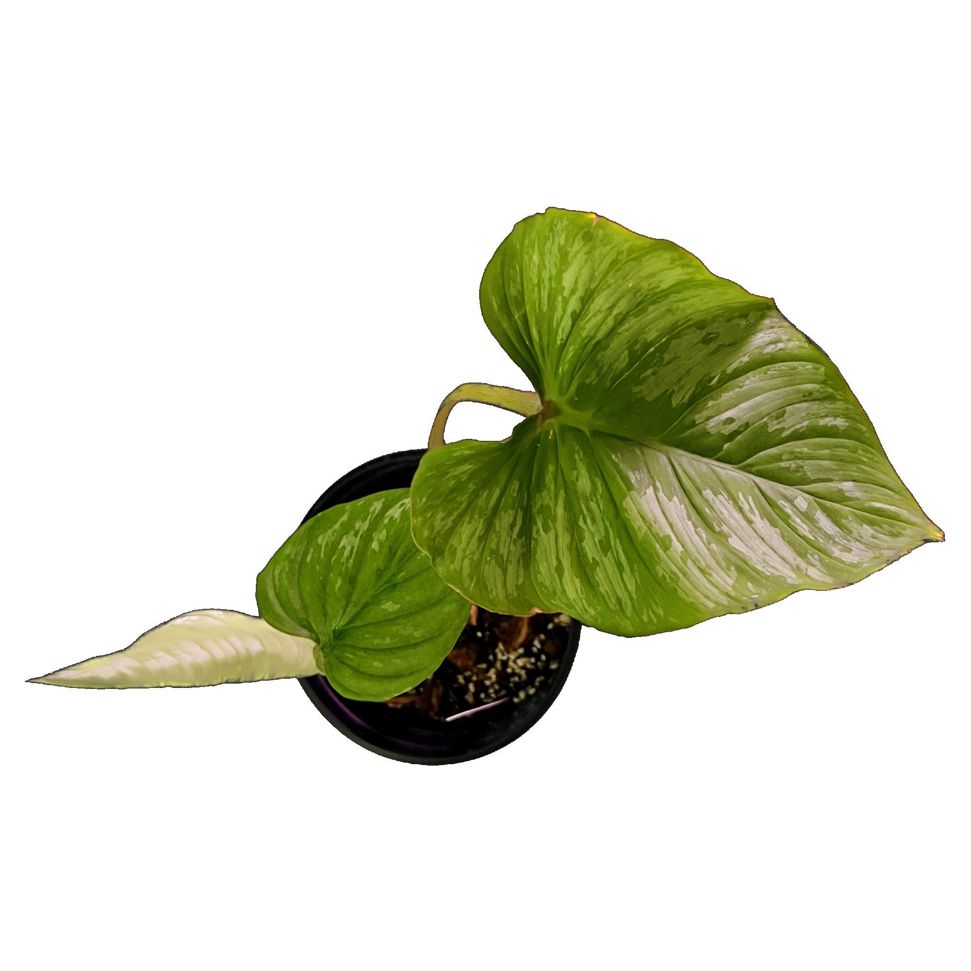 tri color prayer plant Wholesale