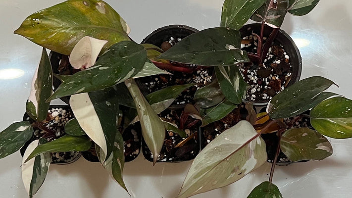 Philodendron Red Anderson Care