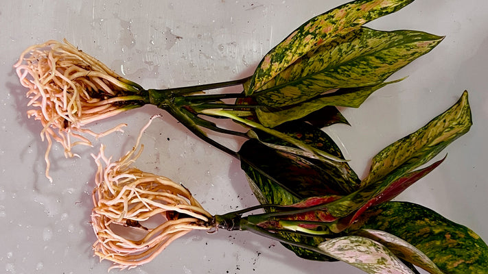 Seis consejos para cuidar su Aglaonema Heng Heng