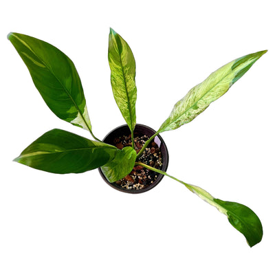 Tips for Growing a Variegated Peace Lily