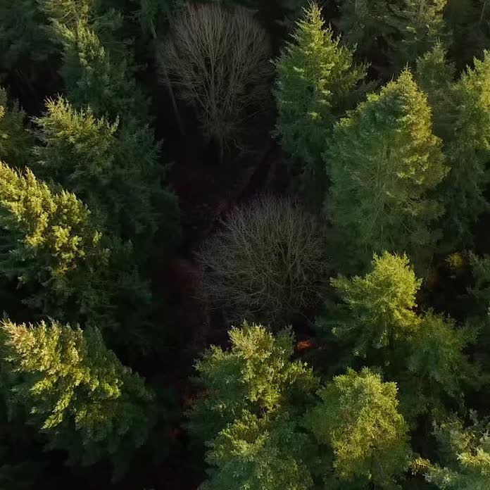 You Buy a Plant, We Plant a Tree - PlantyTown