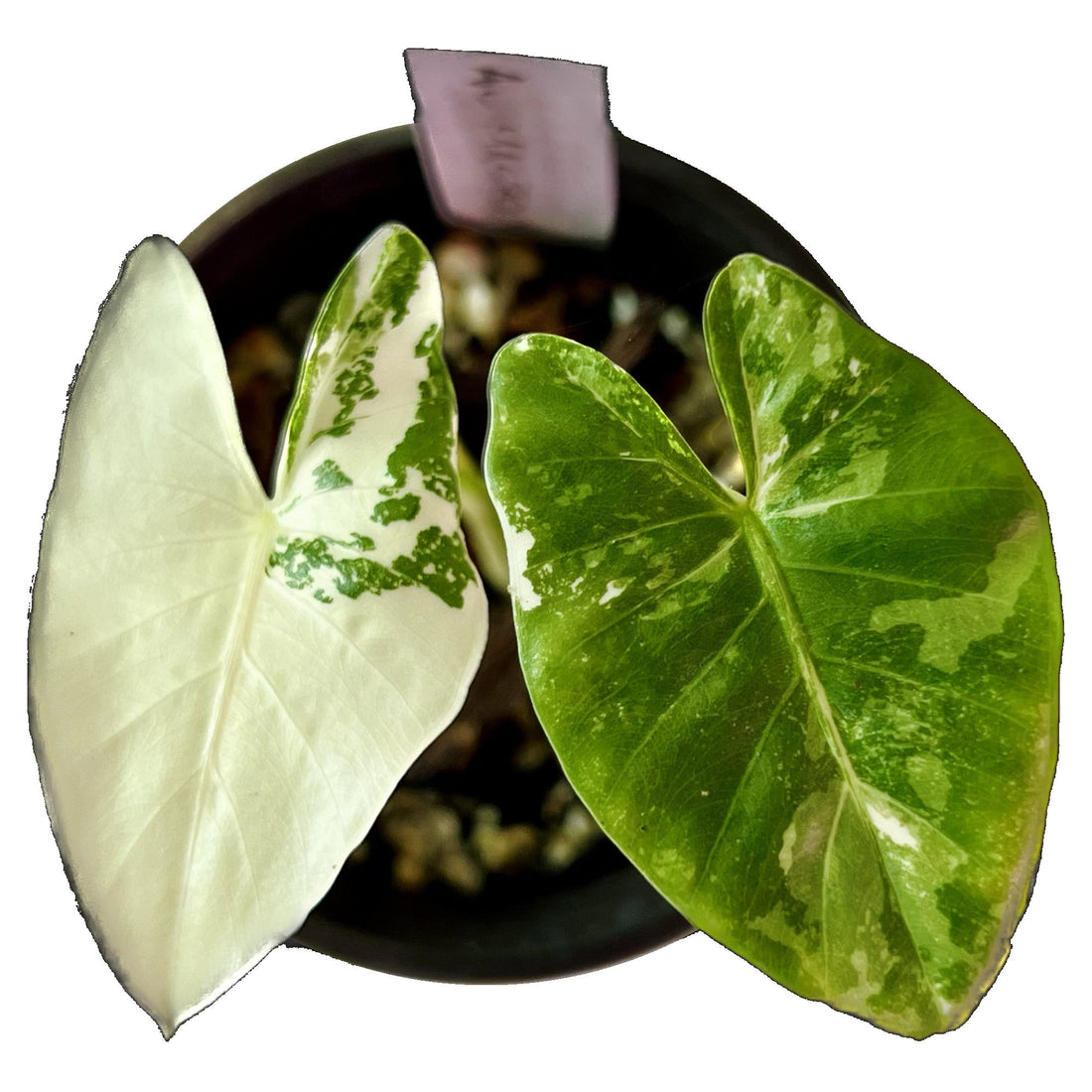 Alocasias