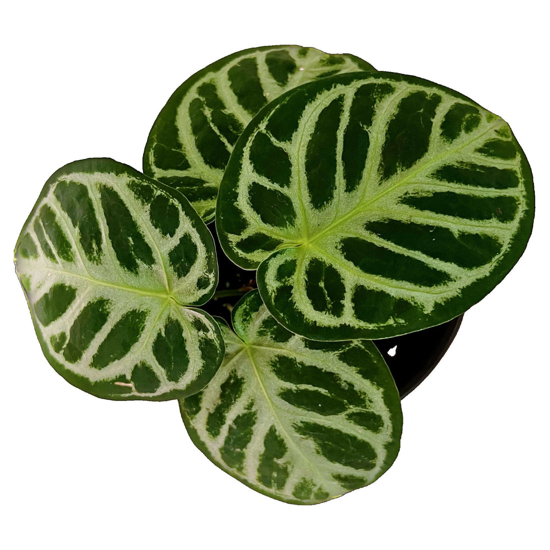 Anthuriums