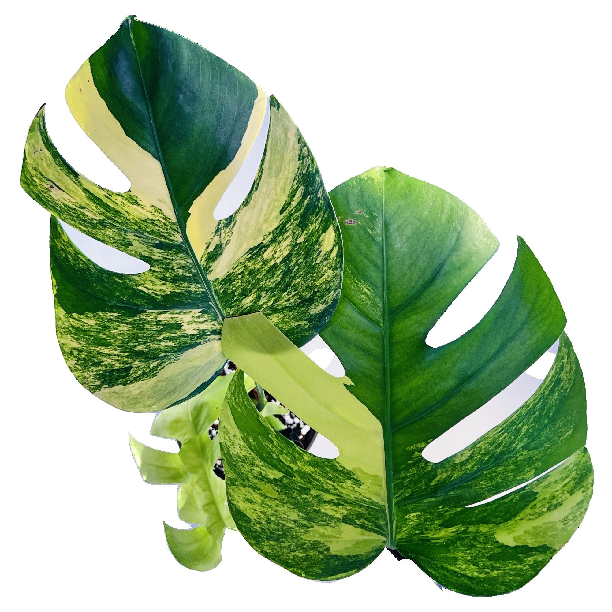 Monsteras, like this variegated deliciosa aurea, are known for their visually stunning split leaves and resiliency