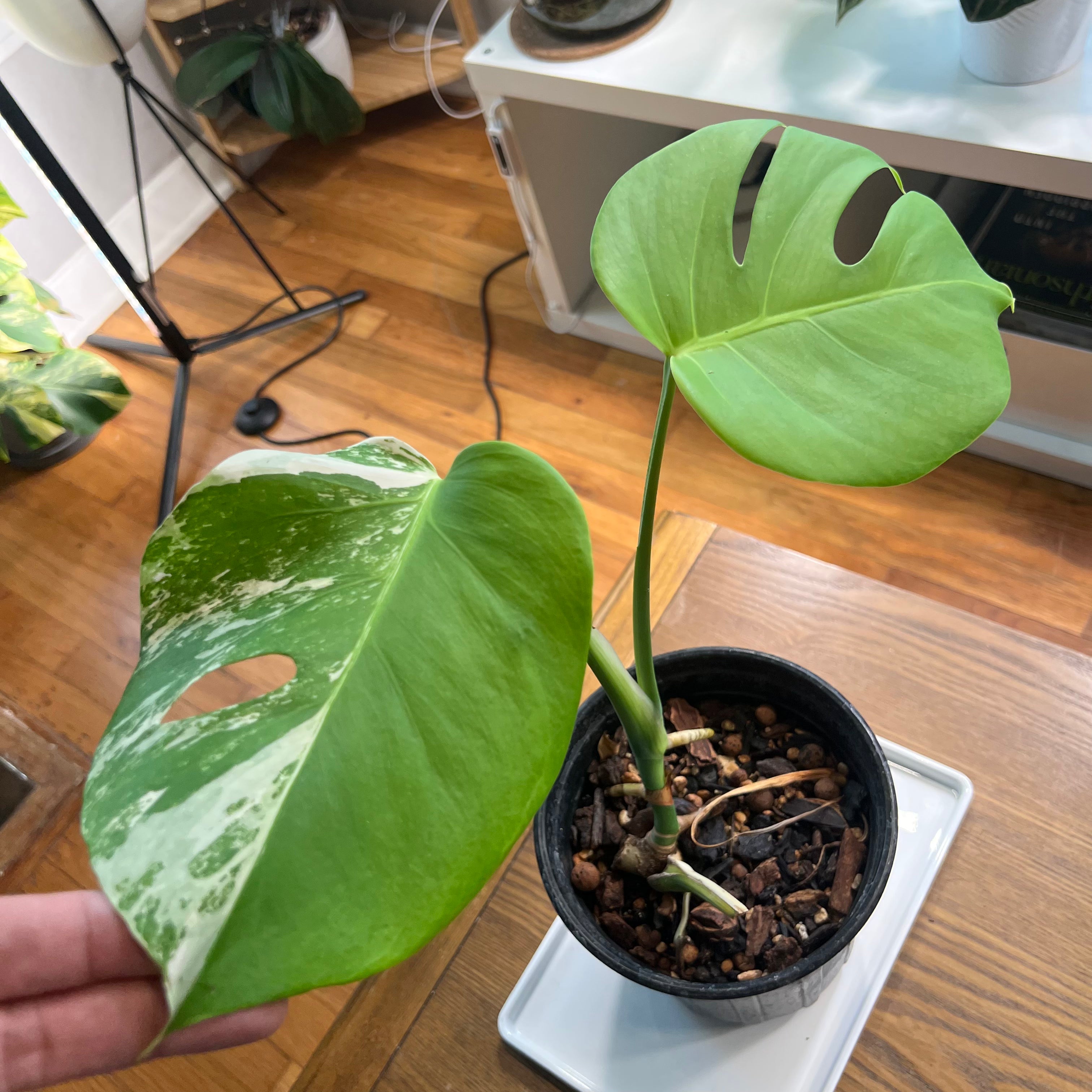 “John” the Monstera Albo