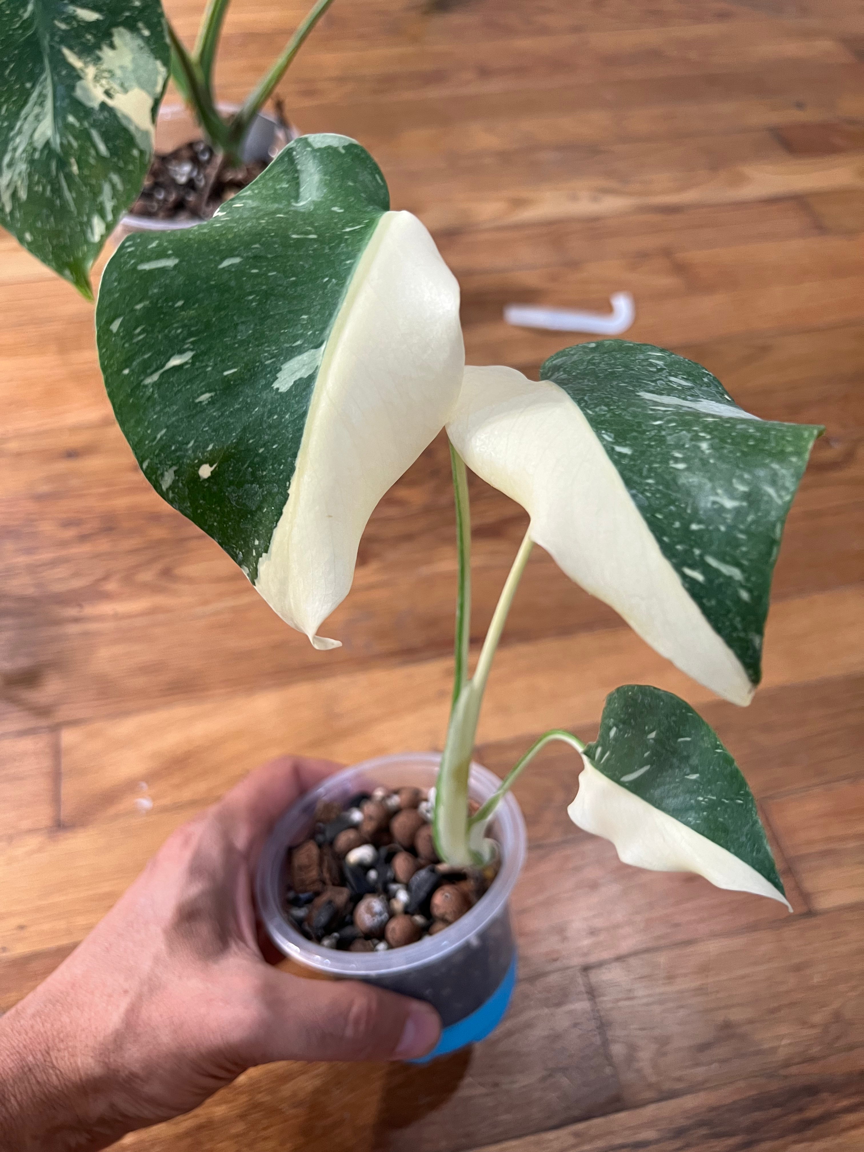 Monstera Thai Constellation - Actual Plants