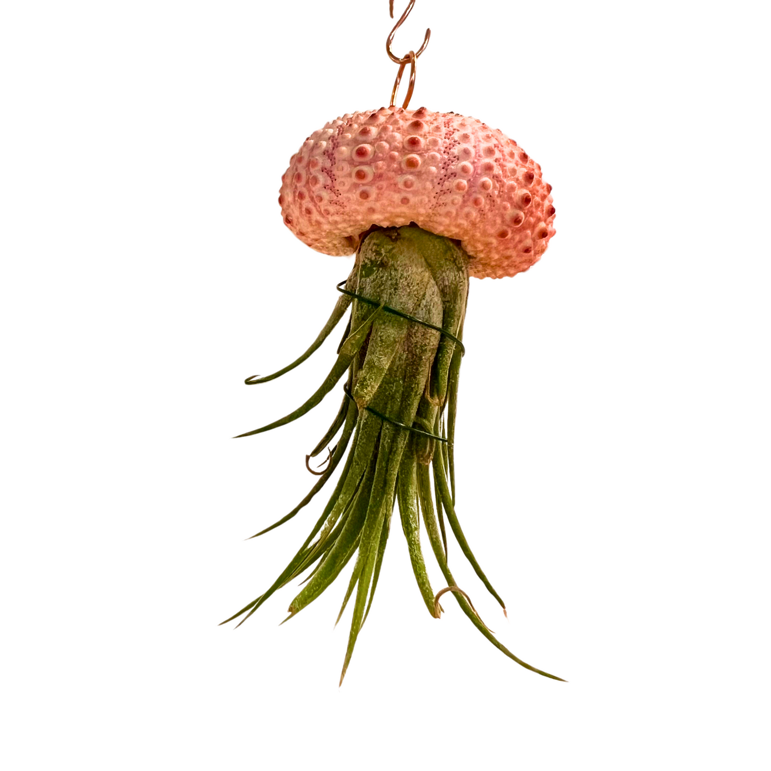 Hanging Air-Plant Jellyfish