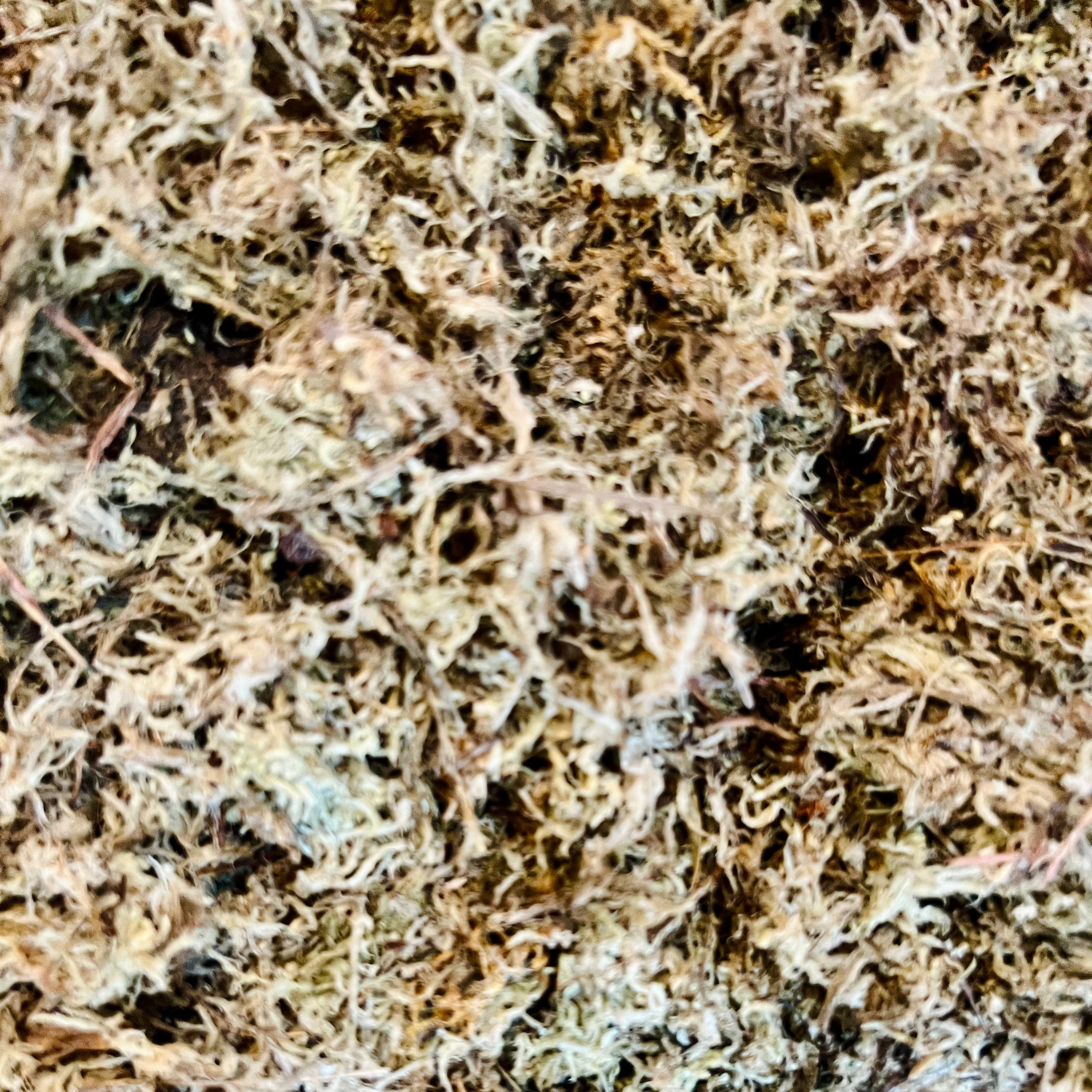 Sunday Sphagnum Moss
