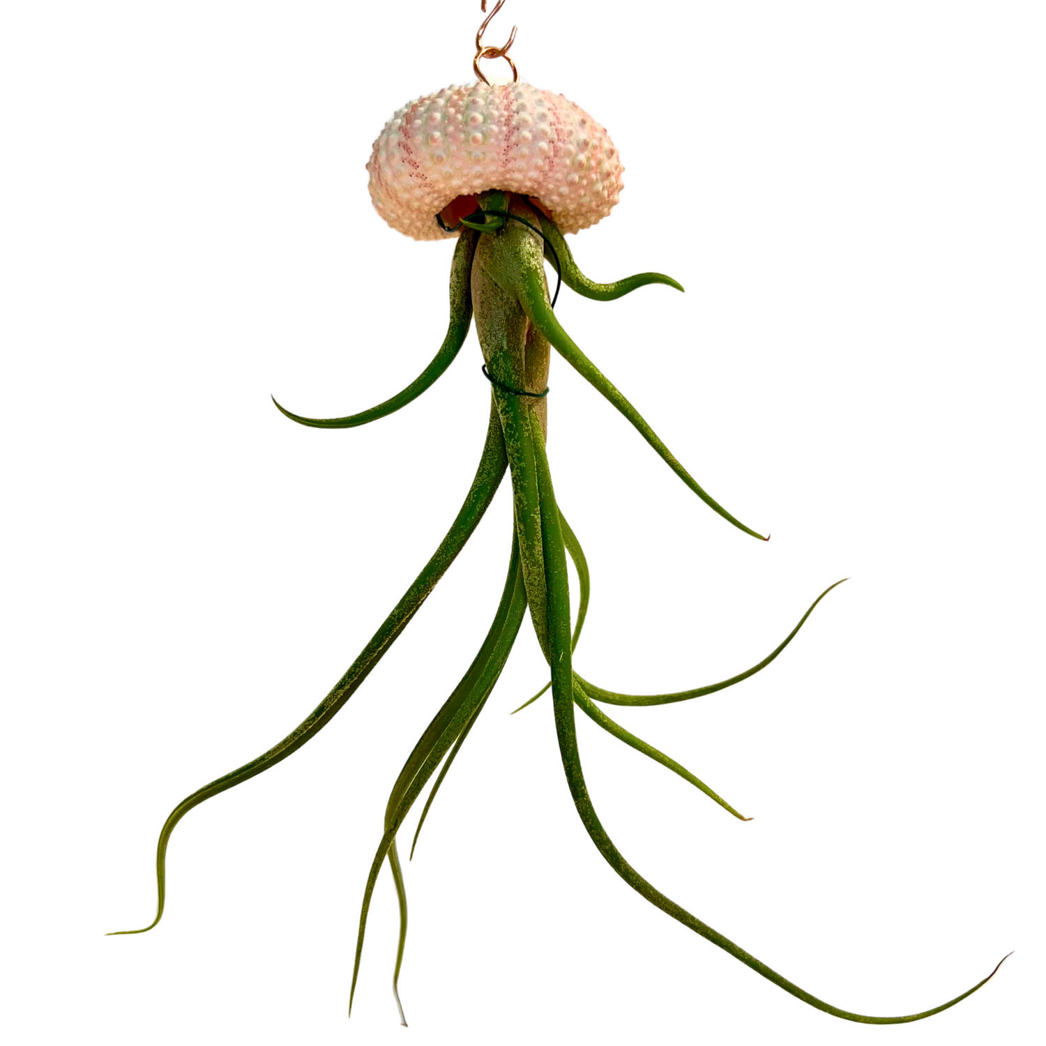 Hanging Air-Plant Jellyfish