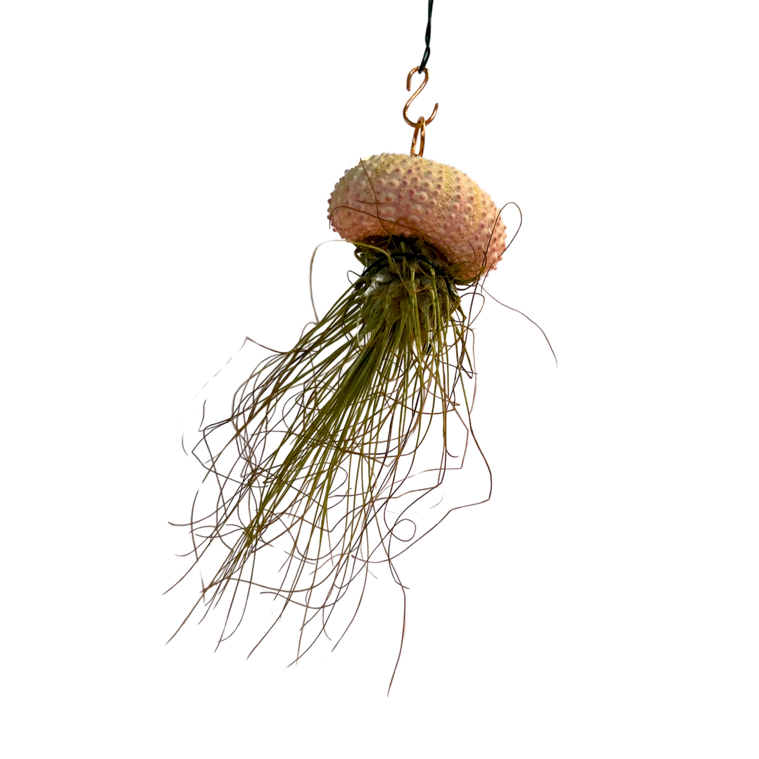 Hanging Air-Plant Jellyfish