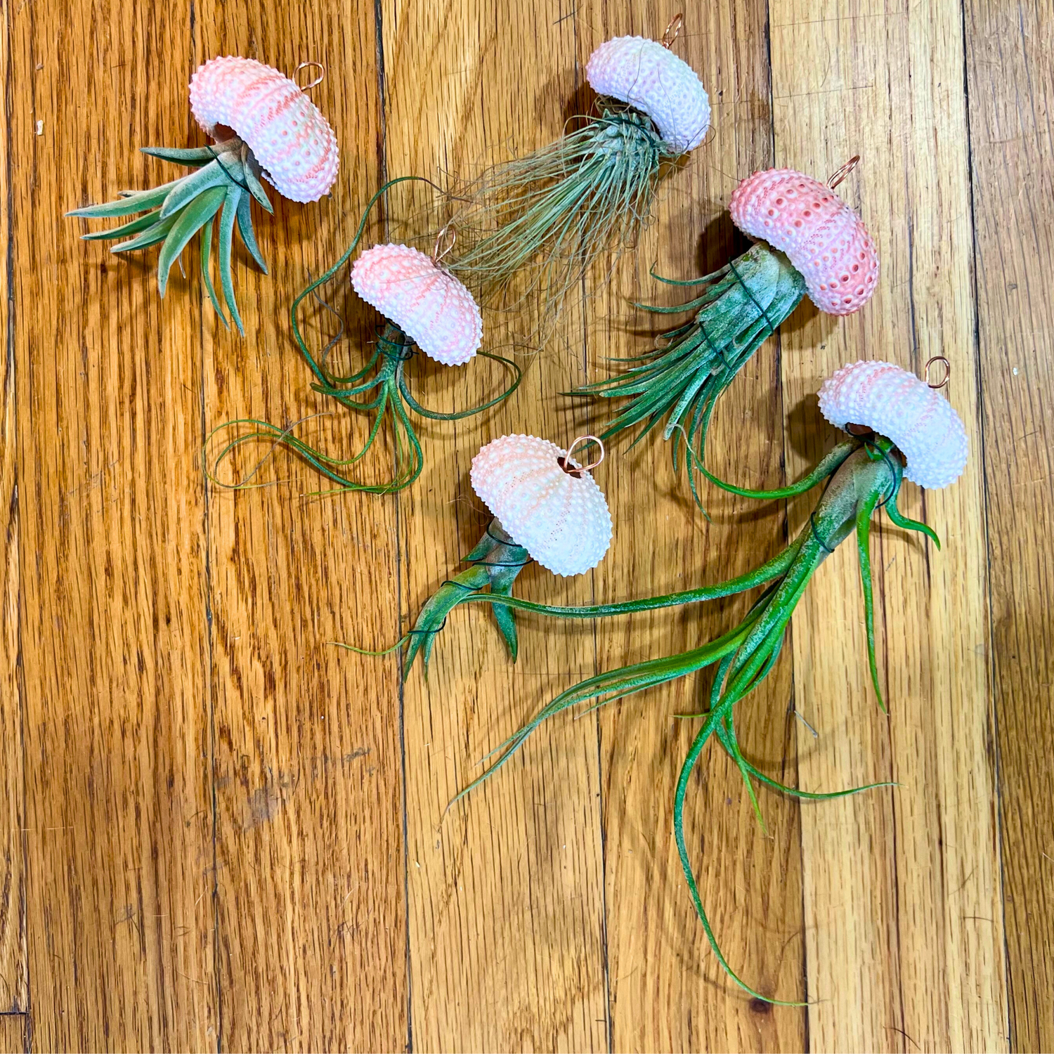 Hanging Air-Plant Jellyfish