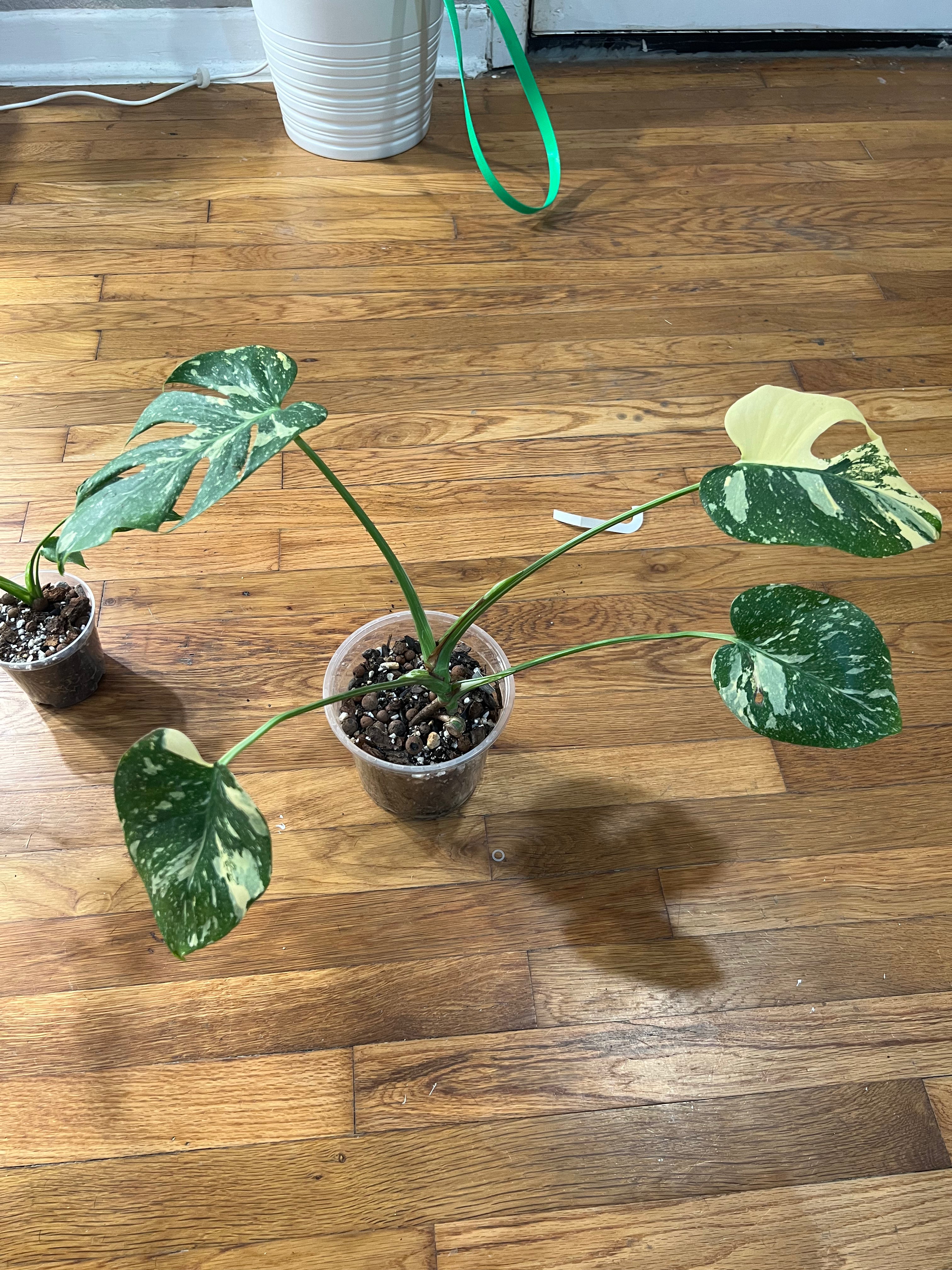 Monstera Thai Constellation - Actual Plants