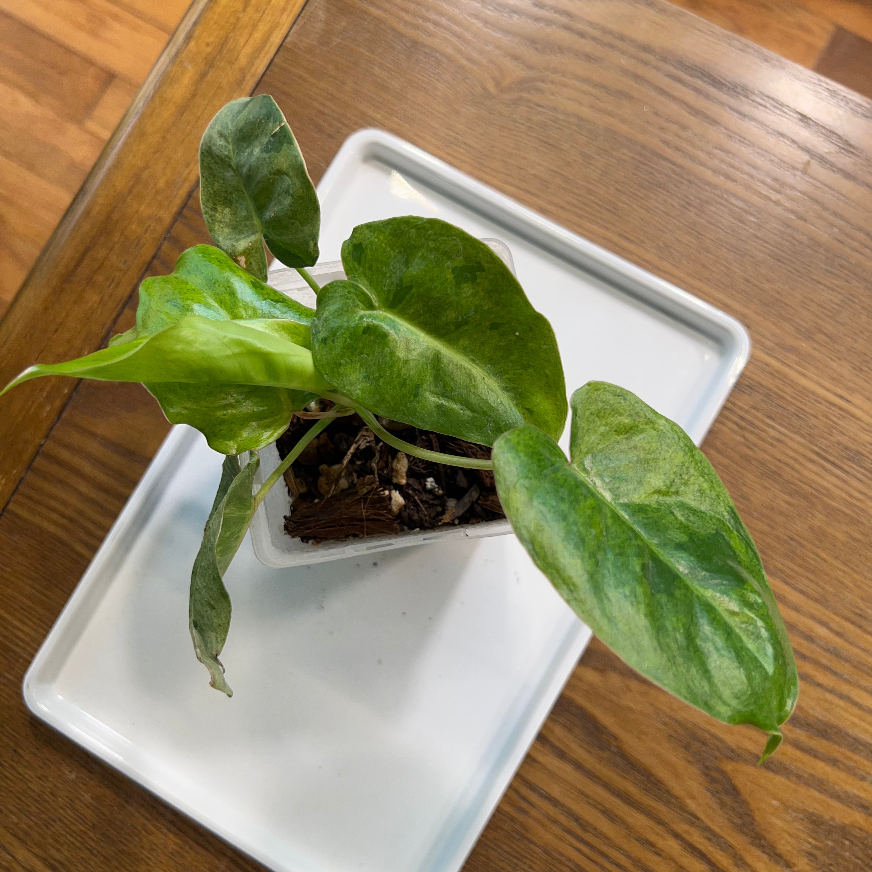 “Mojito” the Burle Marx Mint