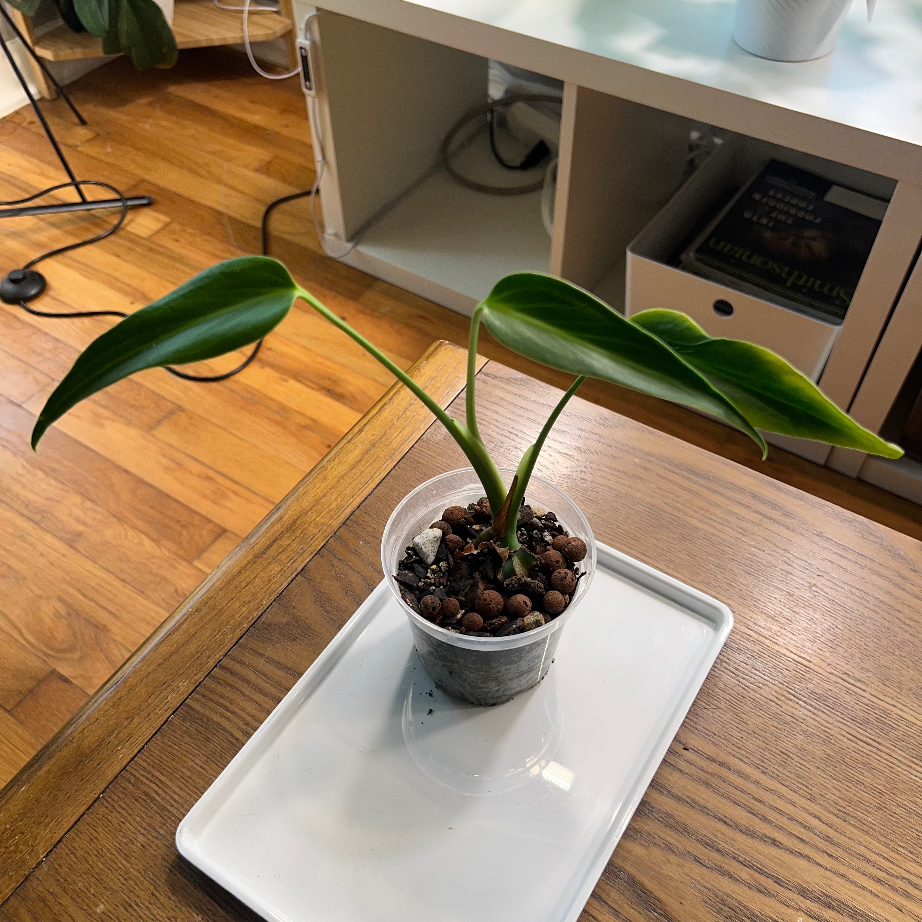 “Luke” the Monstera Burle Marx Flame
