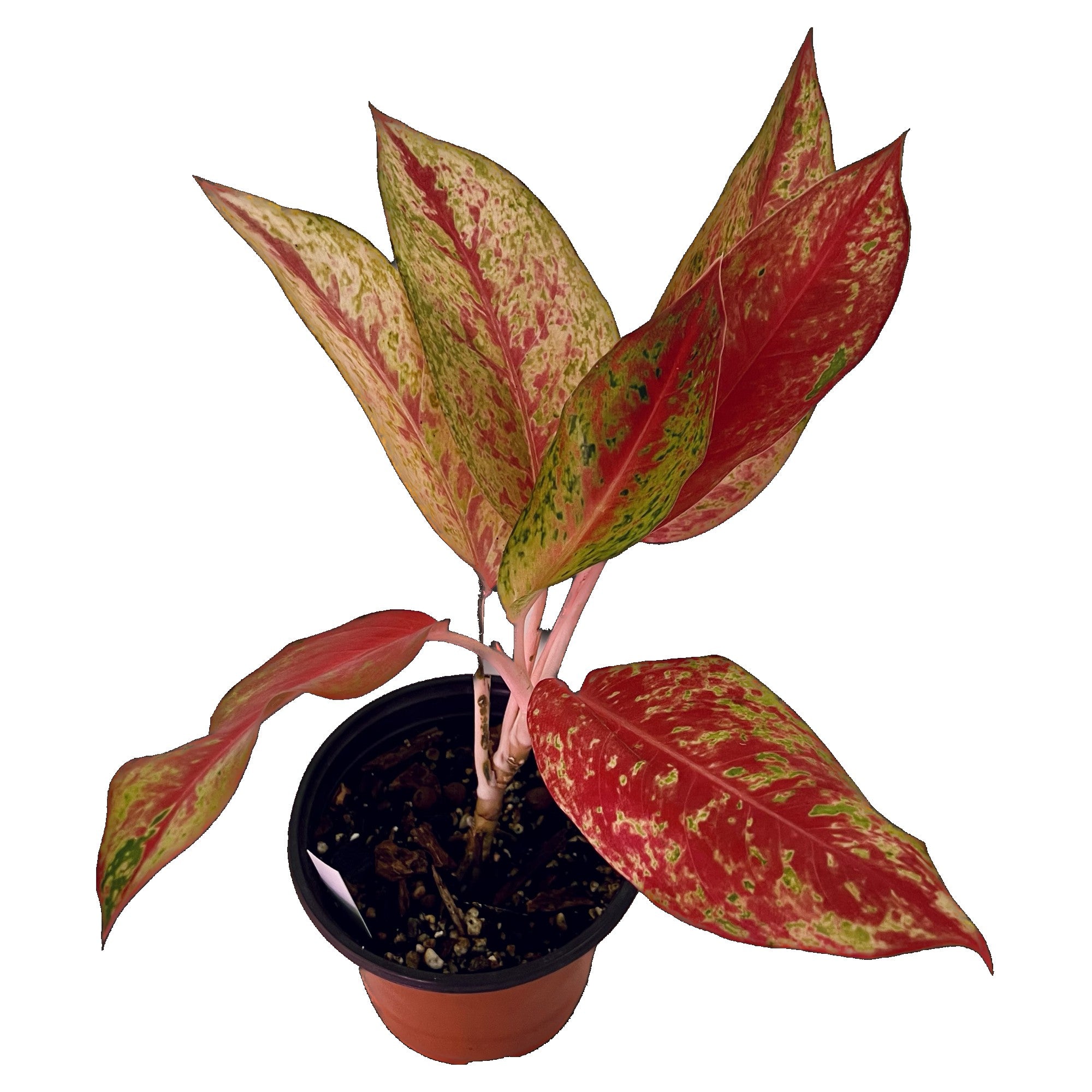 Aglaonema Big Roy in 6" pot