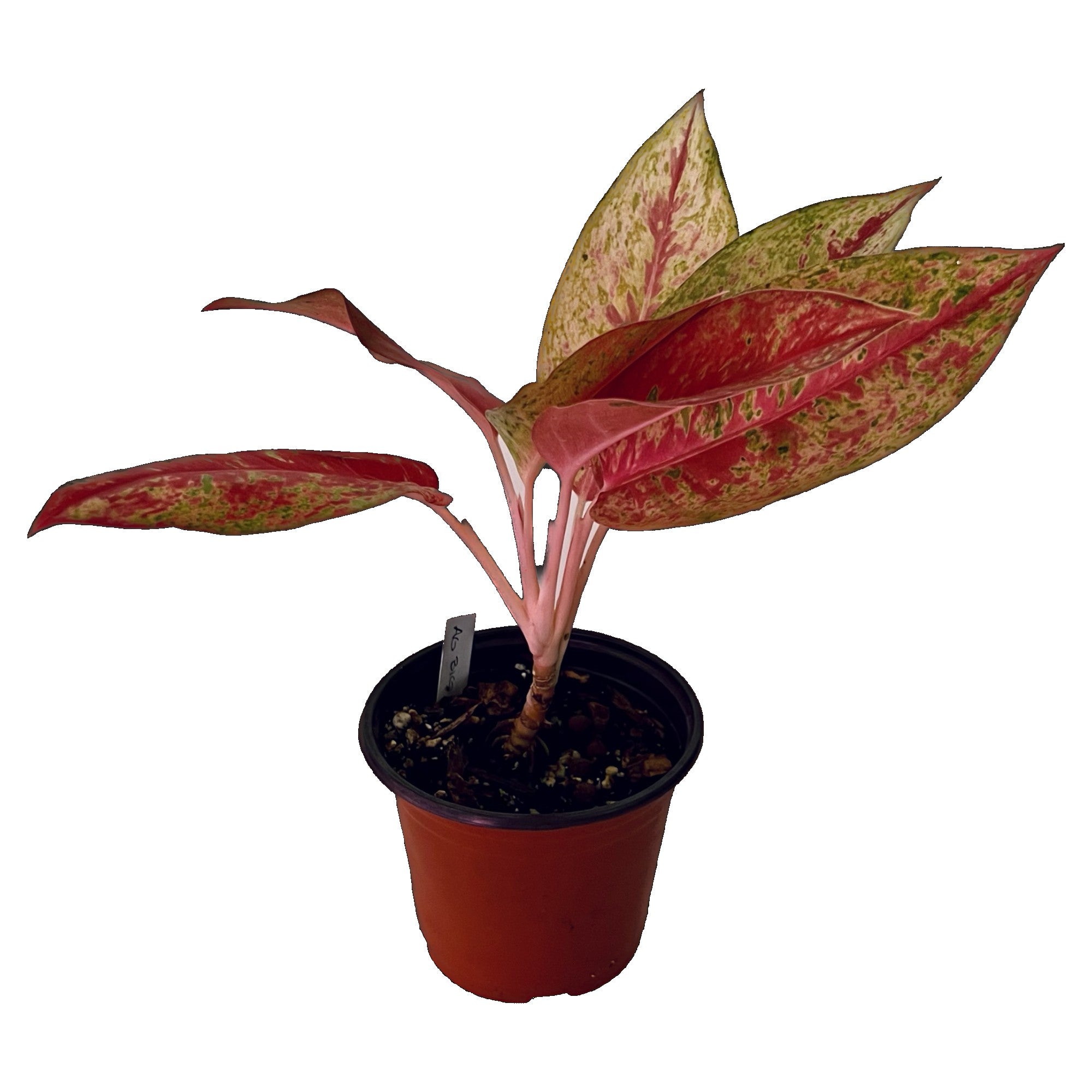 Aglaonema Big Roy in 6" pot