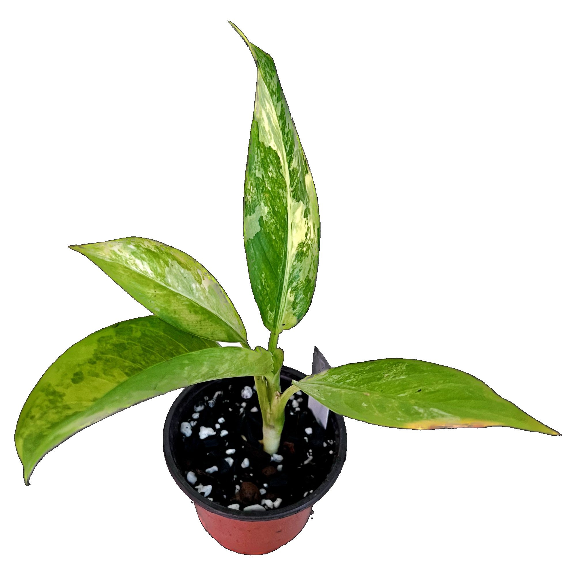 Dieffenbachia Daguensis Aurea in 4" pot