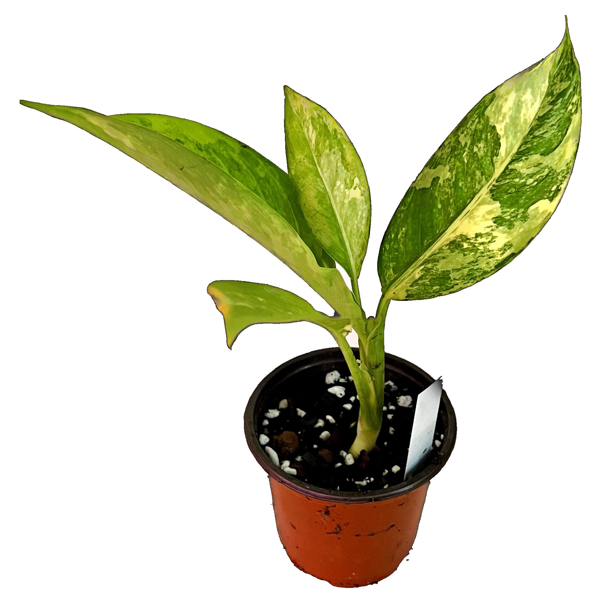Dieffenbachia Daguensis Aurea in 4" pot