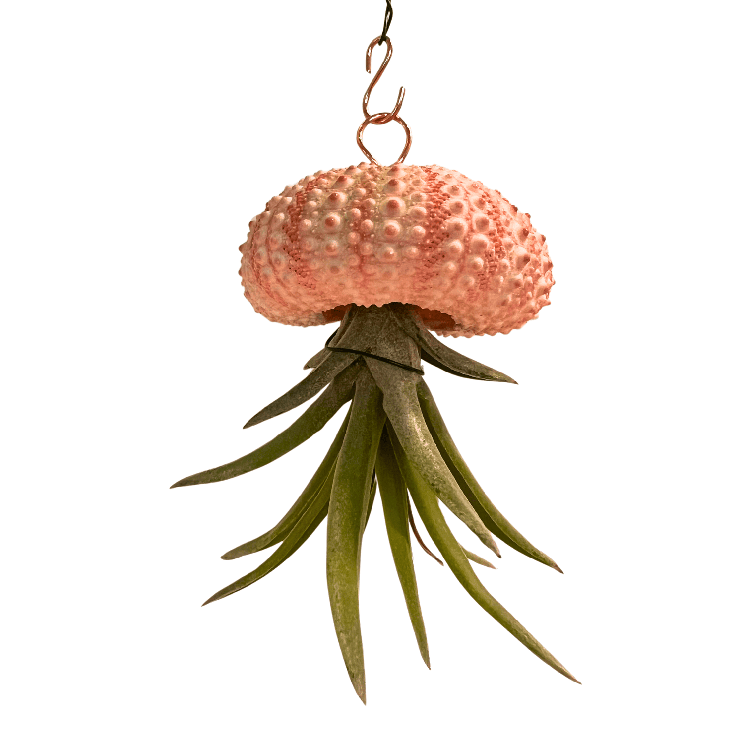 Hanging Air - Plant Jellyfish
