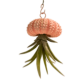 Hanging Air - Plant Jellyfish