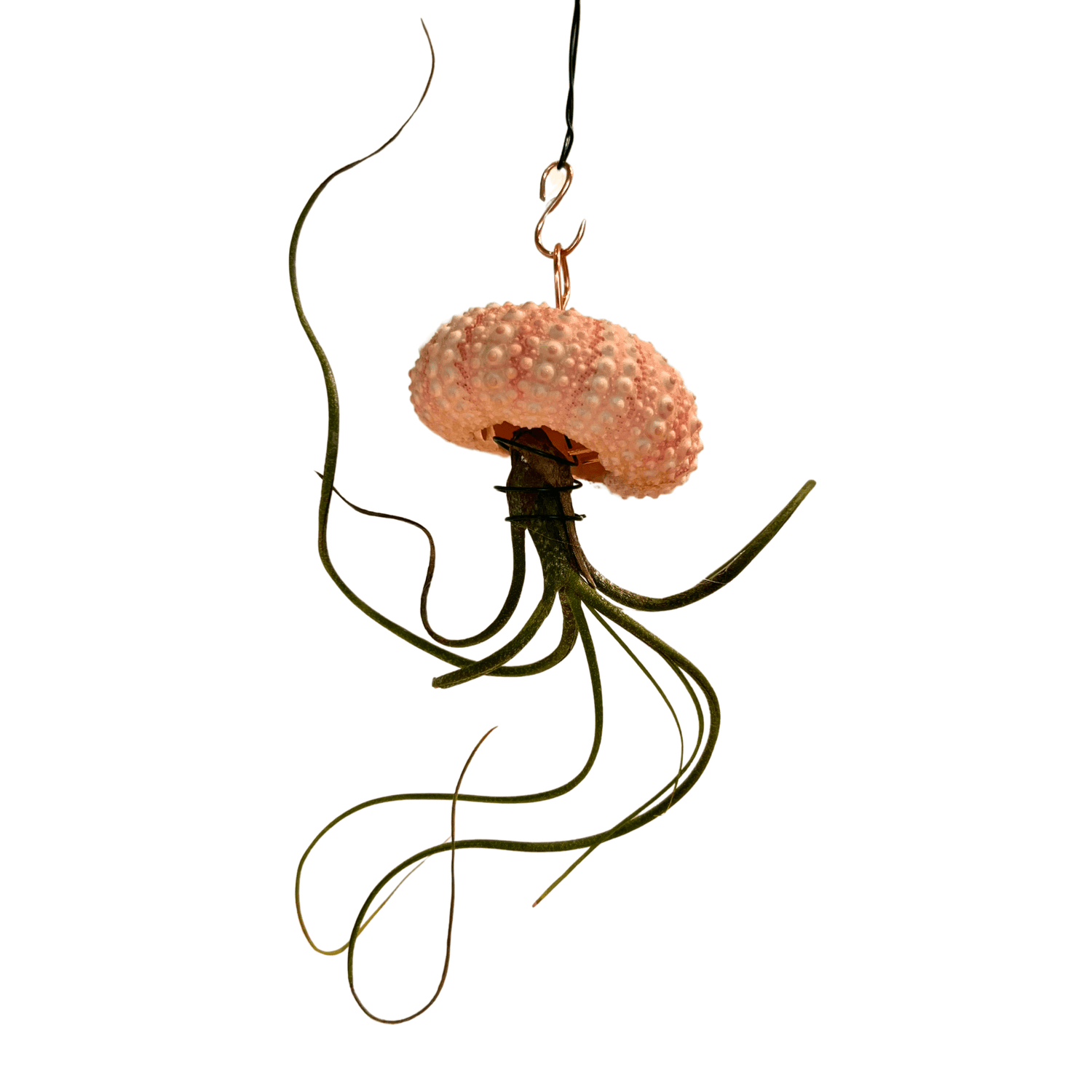 Hanging Air - Plant Jellyfish