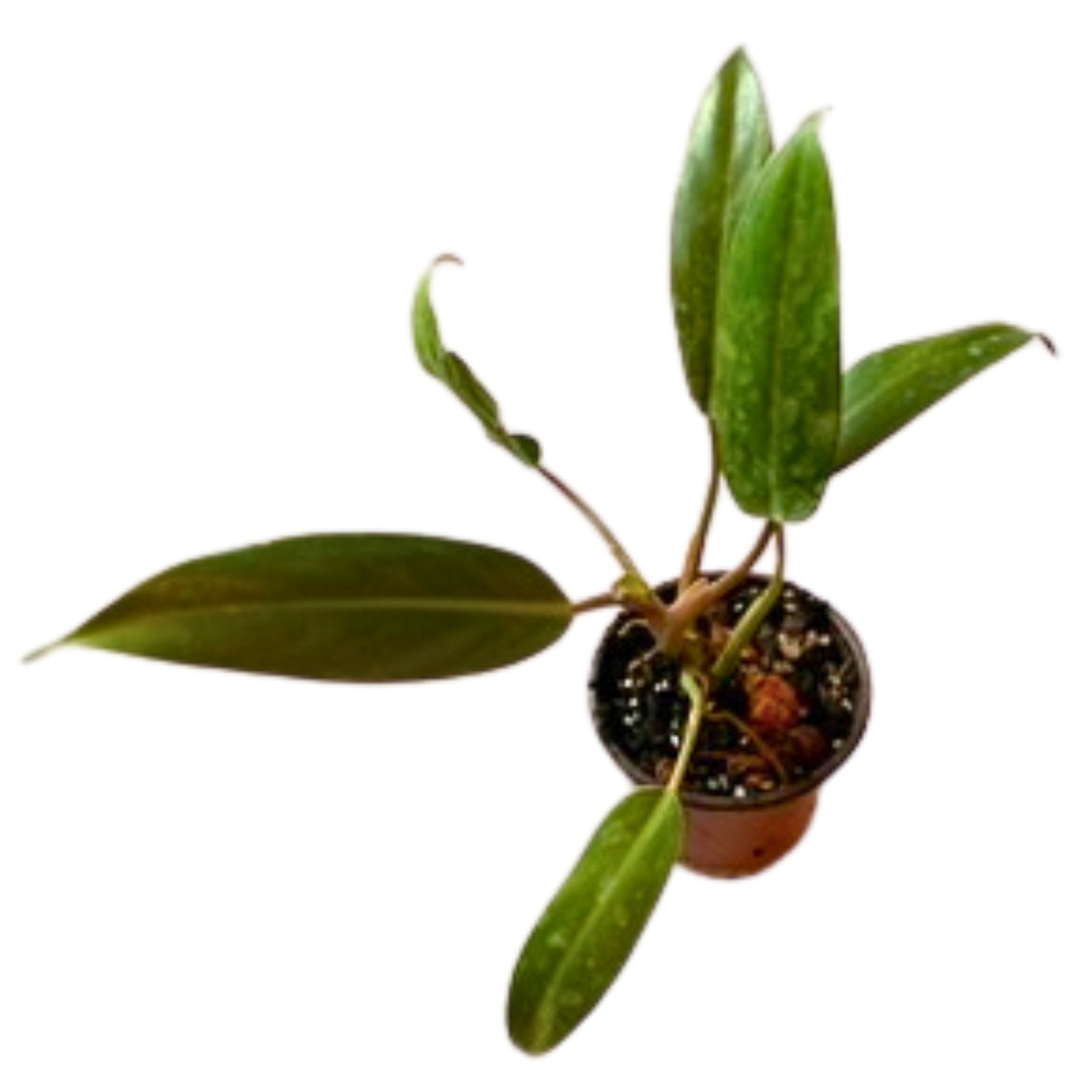 Philodendron Mexicanum