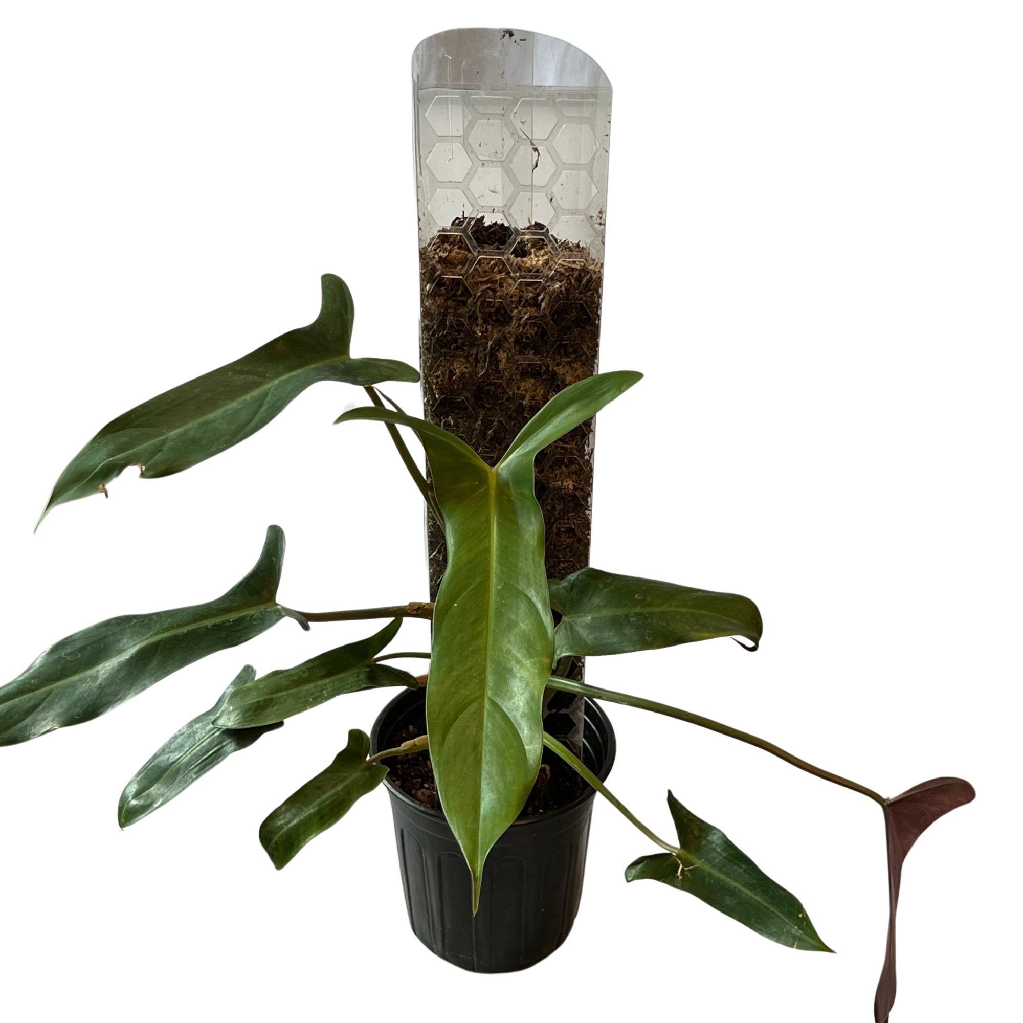 Philodendron Mexicanum
